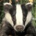 Badger of Woodford (@brock_of_wood) Twitter profile photo