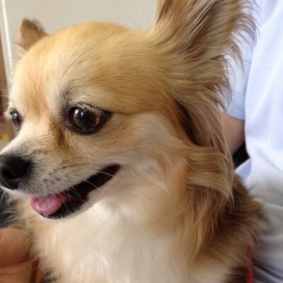 福元 けこ Baranosono Twitter