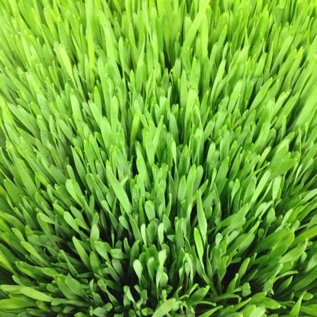 skyegauzza's profile picture. 