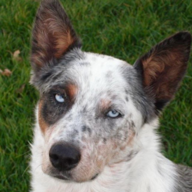 Dairy and crop farmer, my dogs best friend