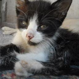 ᵔᴥᵔ Soy Un Gato Sexy   ᵔᴥᵔ