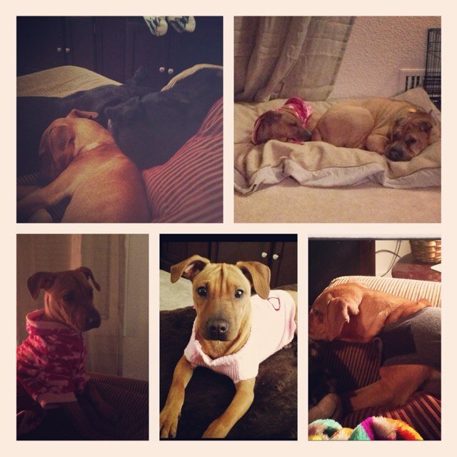 We are just a Shar Pei and Sharhuahua who love our mommy and daddy :)