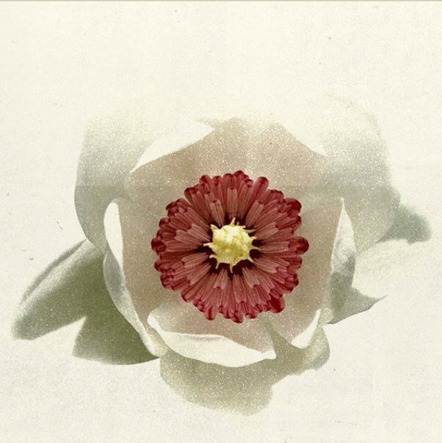 4everhippiechic's profile picture. What a long strange trip its been!