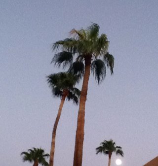 palmtrees2013's profile picture. Be kind