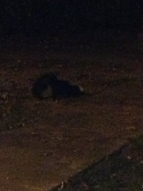 The skunks come out at night. Creepin' around PC, try and find me! Tweet me if you see me!