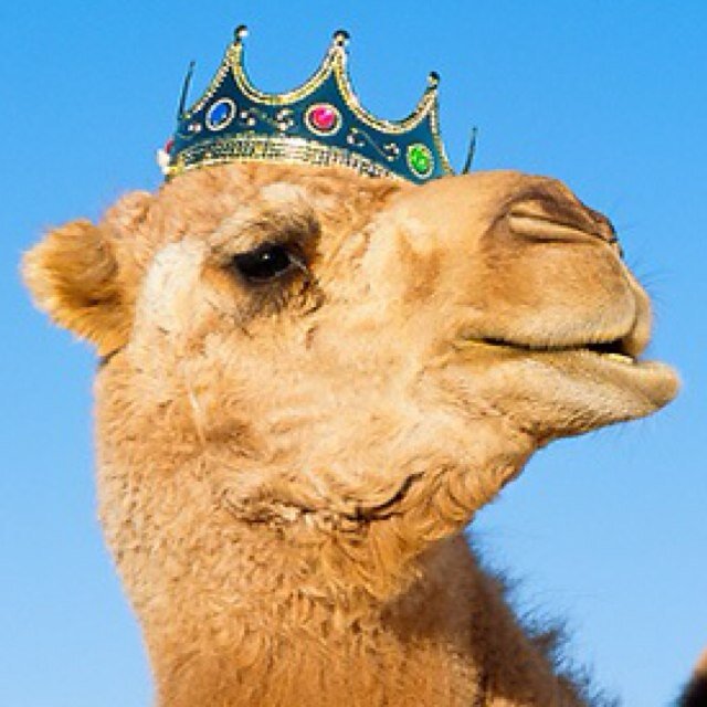 I am the Humpday king. Offical Humpday King quotes. Need loyal followers.