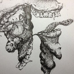 Artist, Illustrator, Photographer