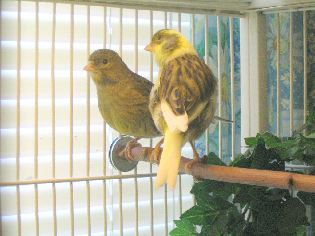 Bird's Ring