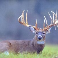 Whitetail Fixation (@wfixation) 's Twitter Profile