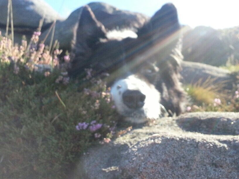 Loves all things Border Collie related. Two borders own me and we all live quite happily together. I love the Peak District specially round Edale, Hope Valley a