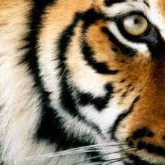 TigerAsb Profile Picture