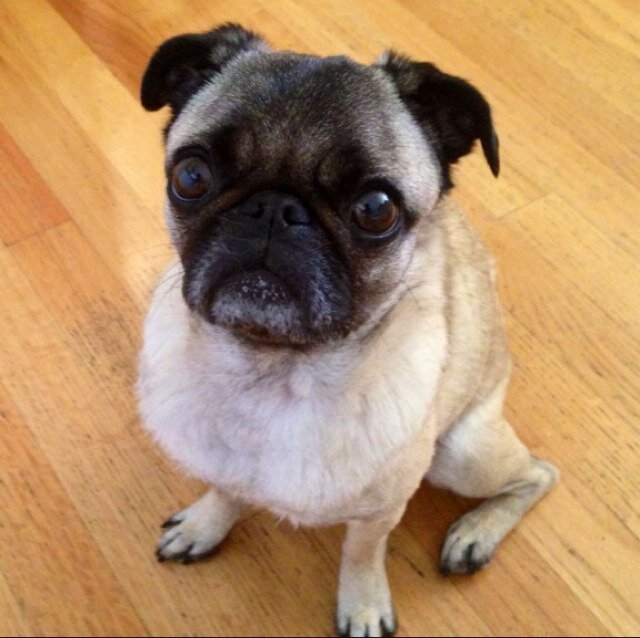 Committed to fitness, health, family and pugs.