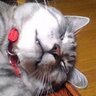 knarita008's profile picture. 絵と酒と自然を愛す田舎おやじです。 2013年11月、とらおは天国へ旅立ちました。