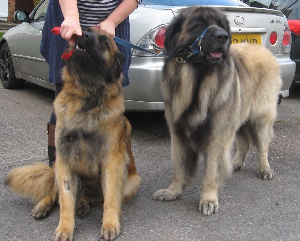 Hobby Leo and Russian Toy Breeder