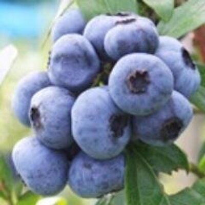 ぶるうべりぃず Blueberryz0703 Twitter ぶるうべりぃず Blueberryz0703 Twitter