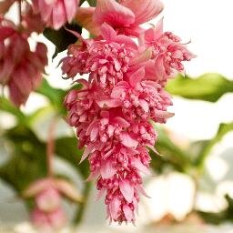 Medinilla's are the most attractive plants in the world. The Medinilla makes beautifull buds with a lot of seperate flowers and is easy to care for.