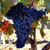 Bush Vines (@bushvines) 's Twitter Profile Photo