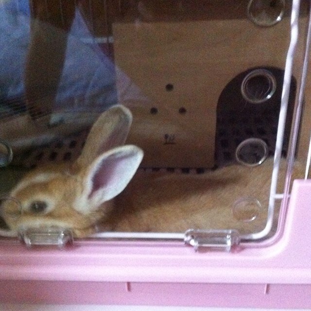 グランサガ、STEPN、sleepagotch 、Metakeeper、gnomeminesなど今色々お勉強、巣作りしてる兎です🐰バスケ、ゲーム、酒が日課!どこでも見かけたらお声かけ下さい👏 #Sleepagotchi friend #SleeFiテスター