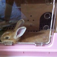 垂rabbit耳 (@afutann) 's Twitter Profile