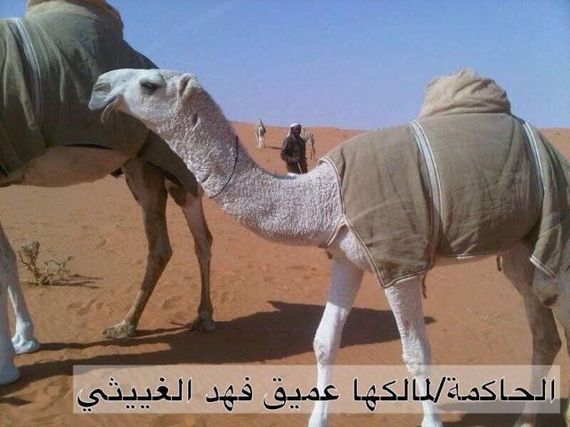 هذا الحساب متخصص في بيع وشراء لابل وغيره