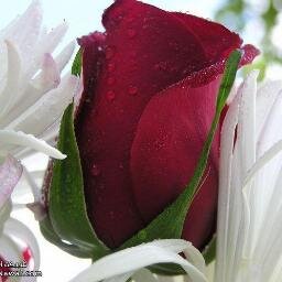 تلميذة الحياة ...التي مهما عصفت بنا أمواجها القاسية ستظل جميلة في أعيننا بوجود من  نحب ...♥