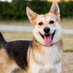 As Canina La Línea (@ascaninapps) Twitter profile photo