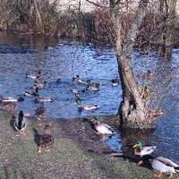This is Eltham (@thisiseltham) 's Twitter Profile