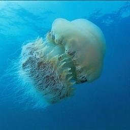 越前海月Pさんのプロフィール画像