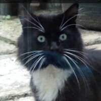 Su J (@oddsocksu) 's Twitter Profile Photo Su J (@oddsocksu) 's Twitter Profile Photo