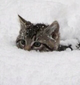 猫乃ふにやさんのプロフィール画像
