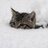 猫乃ふにやさんのプロフィール画像