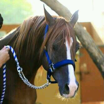 androidap123456's profile picture. 