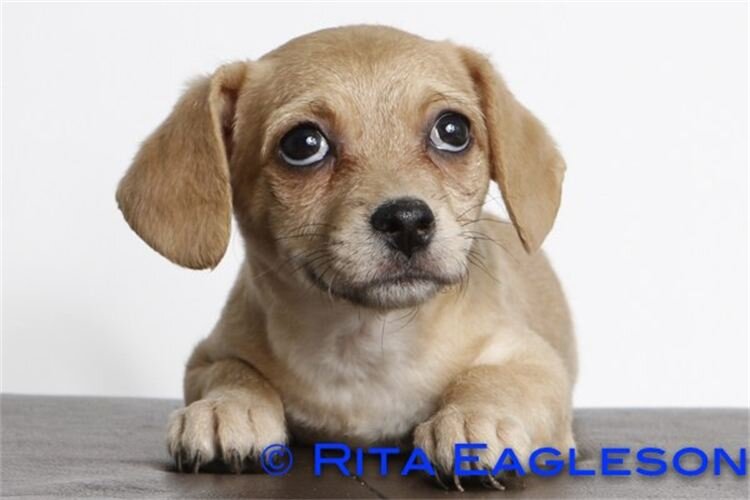 Pee Wee's Pal's is focused on helping all types of dogs, cats and other small animals in need. We are committed to seeing an end to the killing of savable pets.