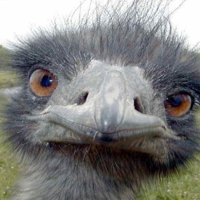 GabstrOfficial's profile picture. 