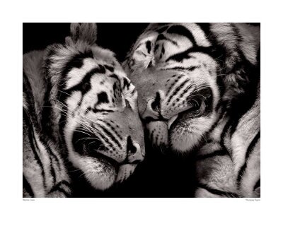 Zebra_stpc's profile picture. 