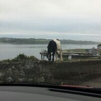 Ronan (@haphazardscript) 's Twitter Profile