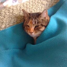 gigicat08's profile picture. I have a pet cat