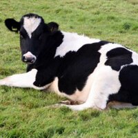 cows (@cows) 's Twitter Profile