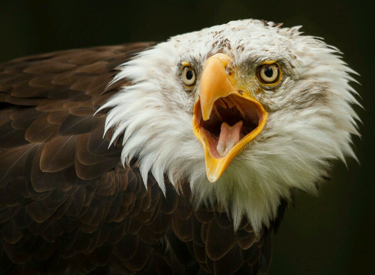 EagleEyeShoppin's profile picture. Single