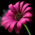 Bookshelf Fantasies (@reader_bsf) Twitter profile photo Bookshelf Fantasies (@reader_bsf) Twitter profile photo