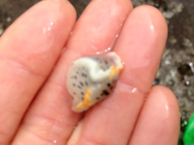 kokochinno1's profile picture. 