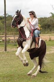 Apaixonada por cavalos,cursando medicina veterinária ,filha,amiga,apaixonada pela vida... Enfim o resto vem no caminho que te explico