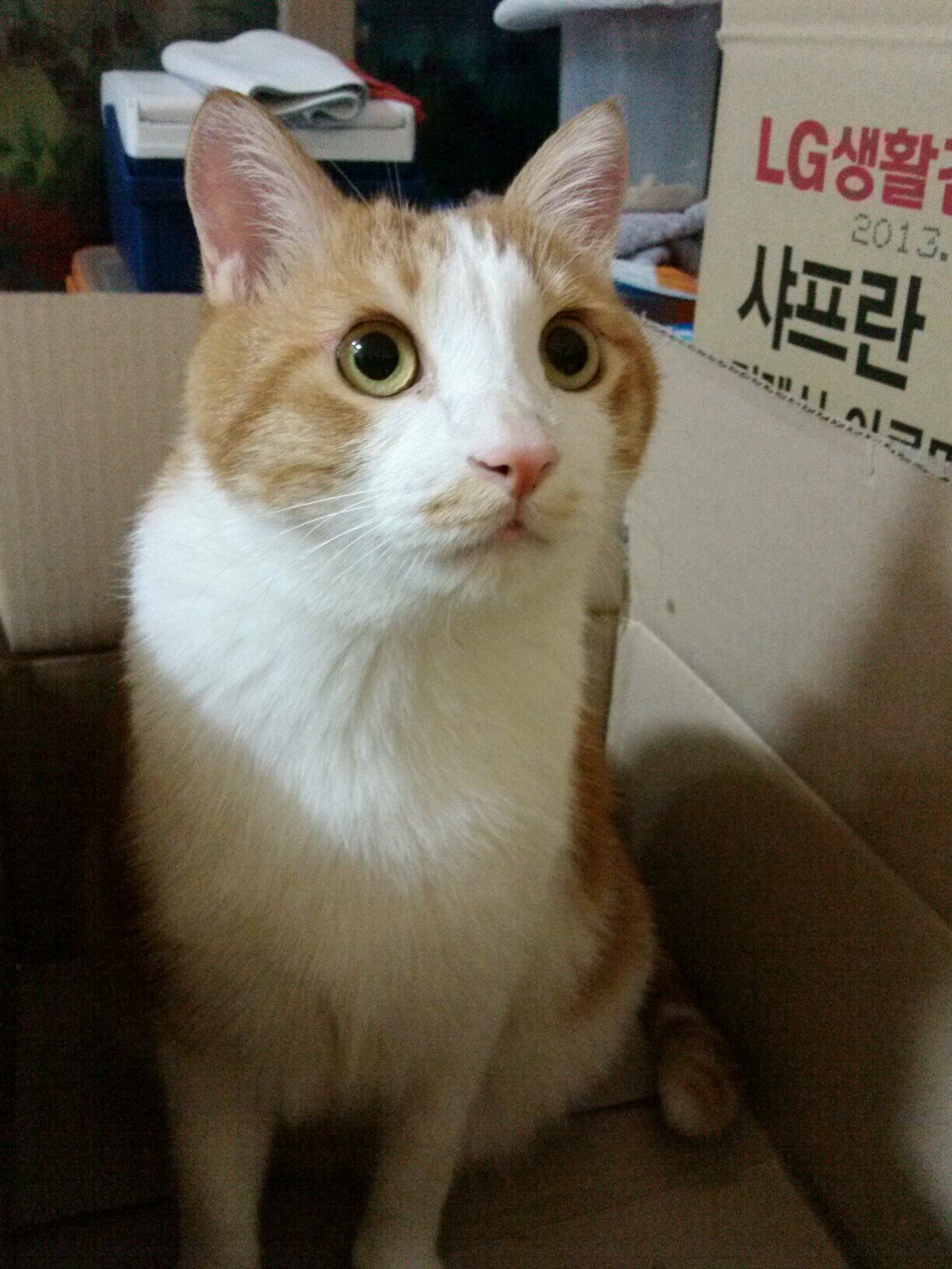 독립을 배우는 아롱이집사, 뮤지컬/드라마/영화/음악/영어/두산팬_대장나무와 조배우. 소간지도 추가용 ㅋㅅㅋ -정치트윗 관심없음-