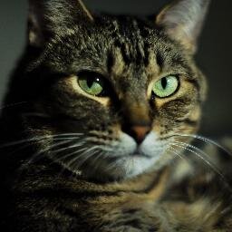 tavaresfilho10's profile picture. Perfil Job Hunter. Sigo apenas quem tenho interesse, obrigado!