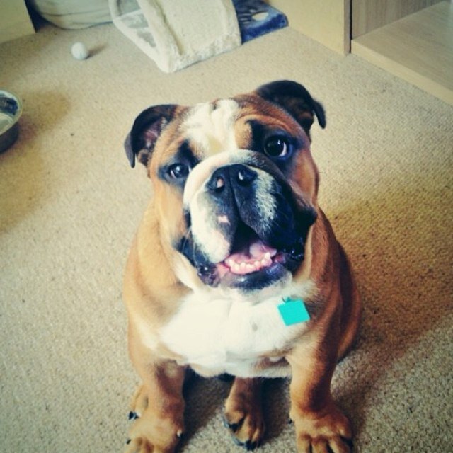 Hi my names teddy im the mascot for sheffield band....'Suddenly Us'