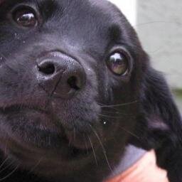 raventhedawg1's profile picture. woof