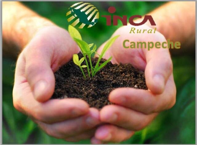 Instituto Nacional para el Desarrollo de Capacidades del Sector Rural
 Representación Campeche
 incaruralcampeche@yahoo.com
