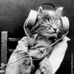 I like cats, deal wit it.