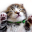 かわいいねこねこ画像bot
