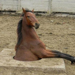 mulgere__hircum's profile picture. stomping mouths shut since 2003